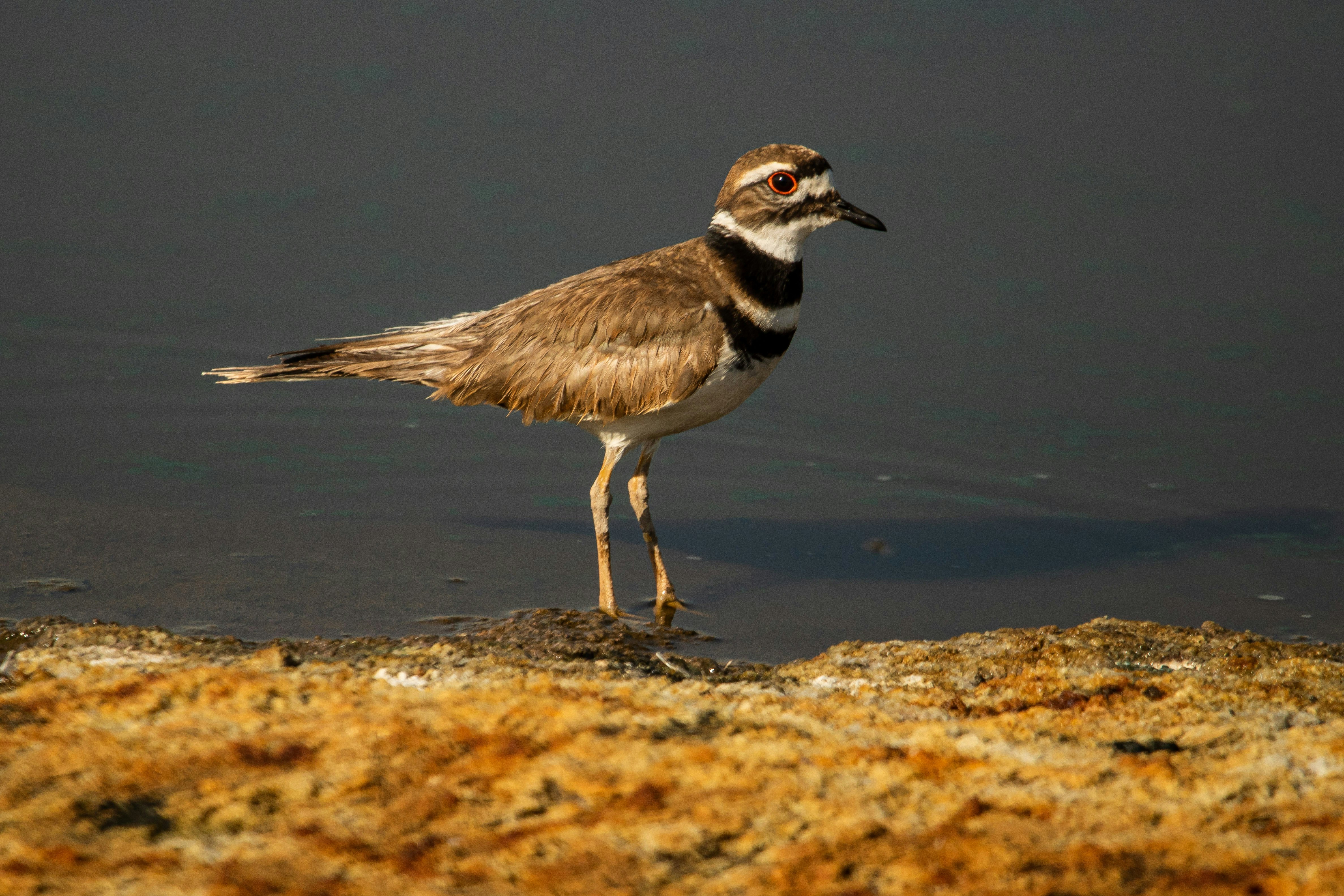 white and brown bird on brown sand during daytime